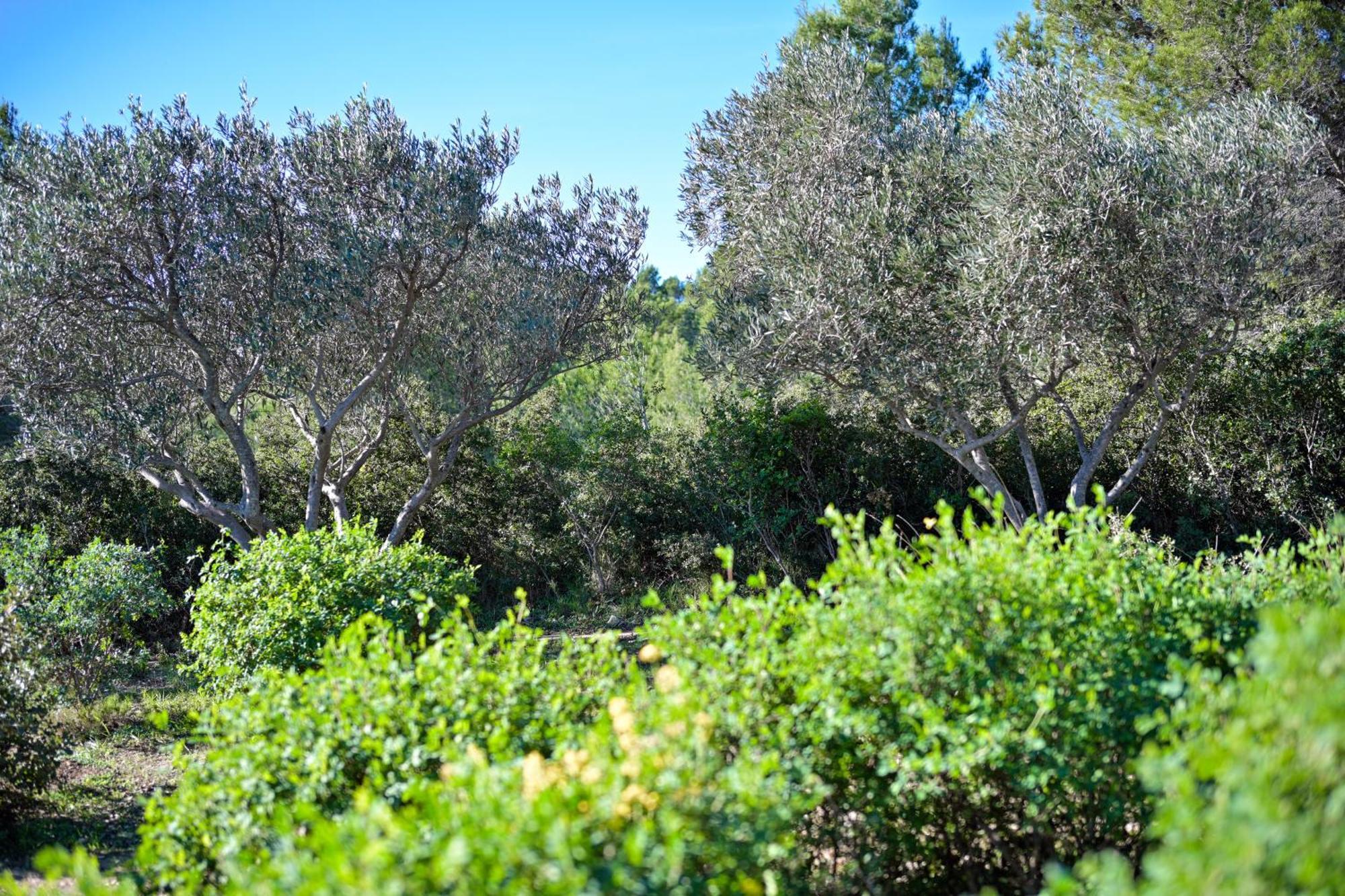 Les Garrigues de la Vallée des Baux Paradou Exterior foto